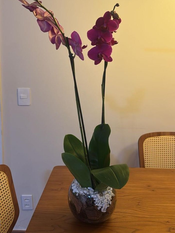 Orquídea natural em vaso de vidro com pedras brancas